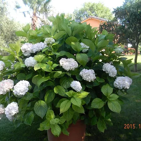 Apartmanhotel Casa Malescale