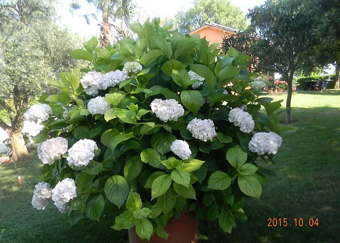 아파트호텔 Casa Malescale